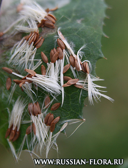 Осот огородный (Sonchus oleraceus L.)